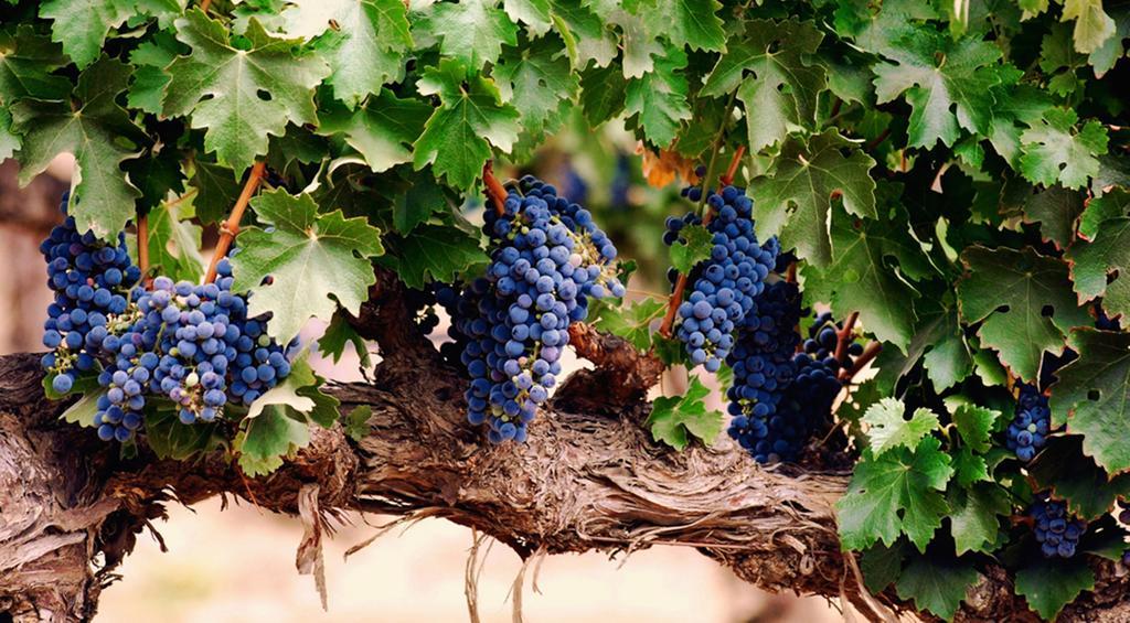 Agriturismo Le Vigne Foligno Exterior photo